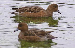 Female Wigeon