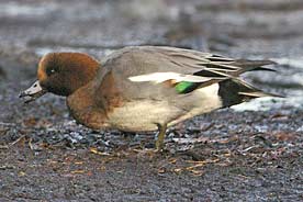 Wigeon at the duck feeding station