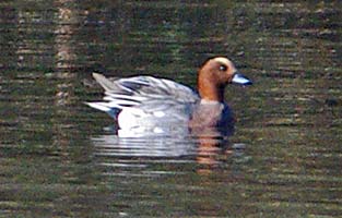 Wigeon