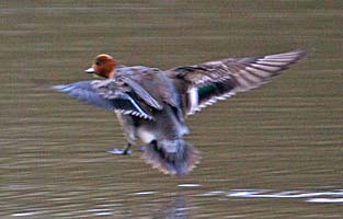 Wigeon