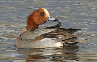 Wigeon