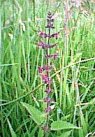 Woundwort 28th June 2001