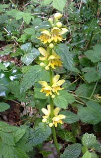 Yellow Archangel