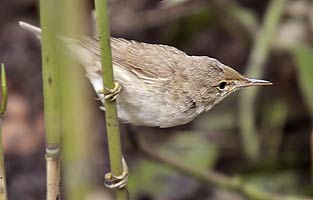 young Reed Warbler