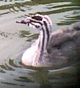 Young Grebe 12th July 2001