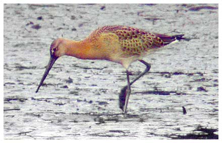 Black Tailed Godwit 13th Aug 2004