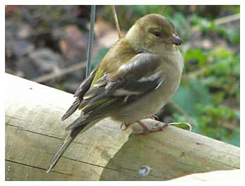 Chaffinch by Tony Keene 15th Mar 2007