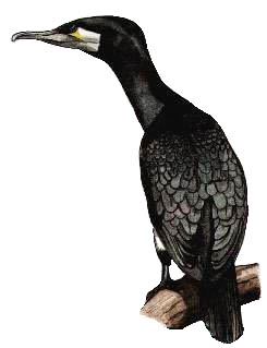 cormorant, baz stevens