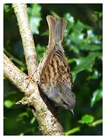 Dunnock by Tony Keene 15th Mar 2007