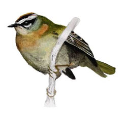 Firecrest, Baz Stevens 00