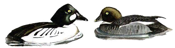 godeneye pair, baz stevens