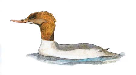 goosander, baz stevens 92