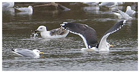 2nd winter and adult Great Black Backed Gulls - Kevin Harris - 26/02/2008