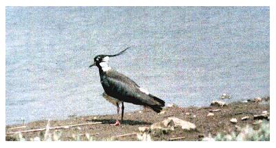 lapwing, kev ilsley