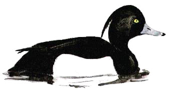 male tufted duck, baz stevens 93