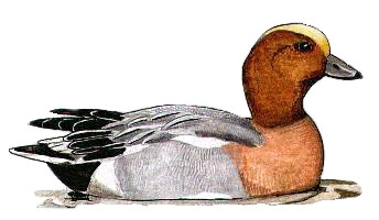 male wigeon, baz stevens