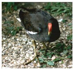 moorhen, kev ilsley