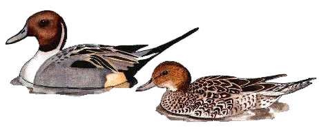 pintail pair, baz stevens 93