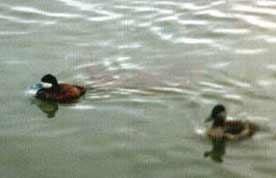 ruddy duck pair, kev ilsley