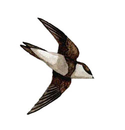 sand martin, baz stevens 00