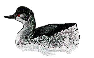 black-necked grebe, kev ilsley 00