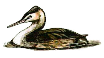 winter great crested grebe, baz stevens 00