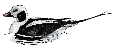 winter male long-tailed duck, kev ilsley 00