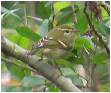 yellow wagtail, kev ilsley 87